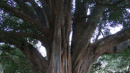 White Fig Tree