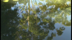 Reflection