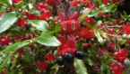 Mickey Mouse Plant