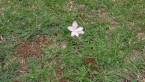 Crocus