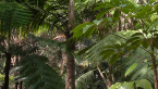 Spindle Palm