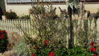 Cotton Shrub