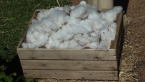 Cotton