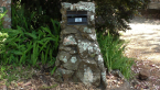 Lichens on Post Box 1