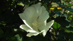 Cotton Flower