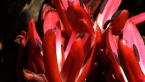 Spear Lily Flower