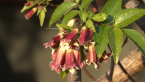 Flowering Vine