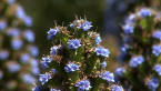 Pride of Madeira