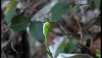 Native Orchid