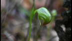 Native Orchid