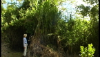 Bana Grass