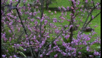 Peach Blossom