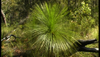 Grass Tree