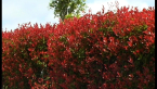 Photinia Hedge