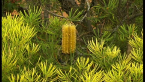 Hairpin Banksia