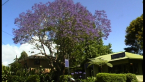 Jacaranda Tree