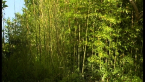 Golden Bamboo