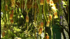 Epiphytic Cactus