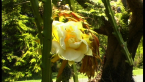 Epiphytic Cactus