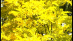 Golden Robinia