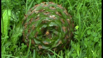 Bunya Pine Cone
