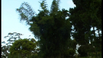 Clumping Bamboo