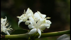 Coffee Flowers