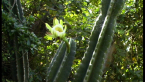 Columnar Cactus