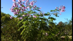 Tree Dahlia