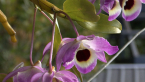 Noble Dendrobium