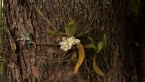 Orange Blossom Orchid