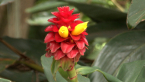 Red Tower Ginger