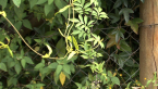 Flowering Vine 1