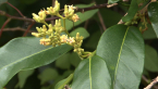 Flowering Vine 2