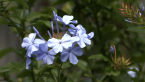 Plumbago