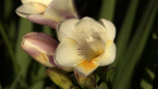 Freesias