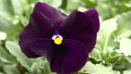 Pansy