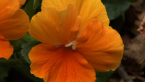 Pansy