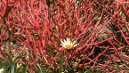 Firestick Plant