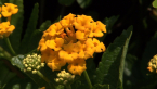 Yellow Lantana