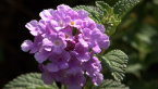 Purple Lantana