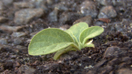 Unstoppable Biodiversity