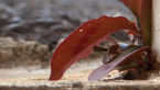 Unstoppable Biodiversity
