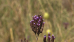 Bee on a plant