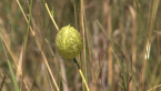 Balloon Cotton Bush
