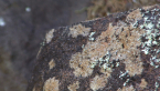 Lichens on Rock