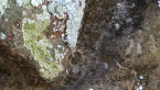 Lichens on Post Box 2