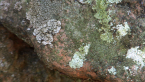 Lichens on Post Box 3
