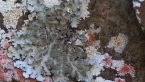 Lichens on Post Box 4