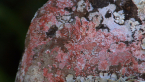 Lichens on Post Box 5